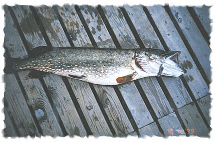 Tintti-Uistimen galleria