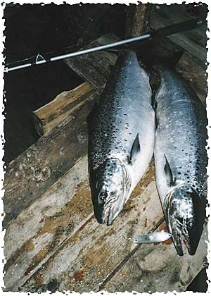 Tintti-Uistimen galleria