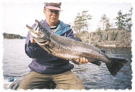 Tintti-Uistimen galleria