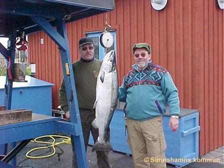 Tintti-Uistimen galleria