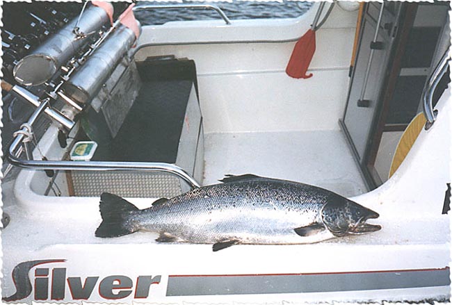 Tintti-Uistimen galleria