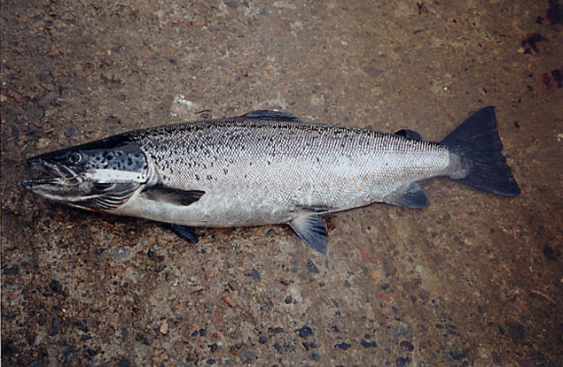 Tintti-Uistimen galleria