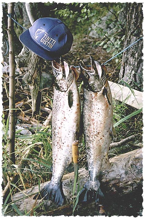 Tintti-Uistimen galleria