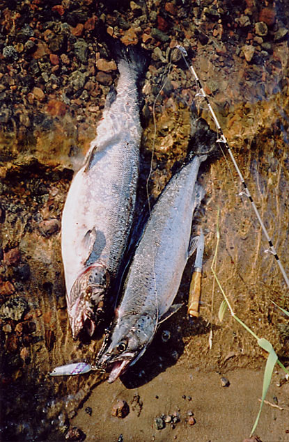 Tintti-Uistimen galleria