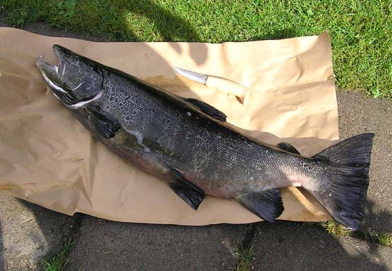 Tintti-Uistimen galleria