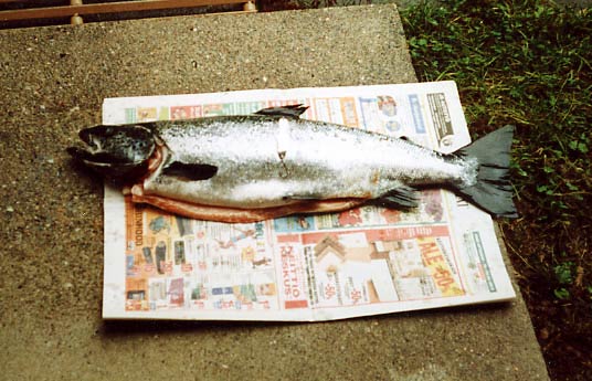 Tintti-Uistimen galleria