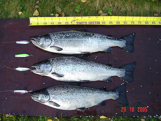 Tintti-Uistimen galleria