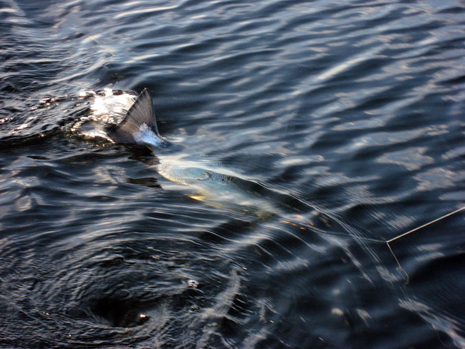 Tintti-Uistimen galleria