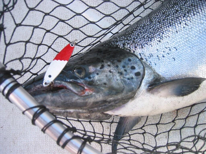 Tintti-Uistimen galleria