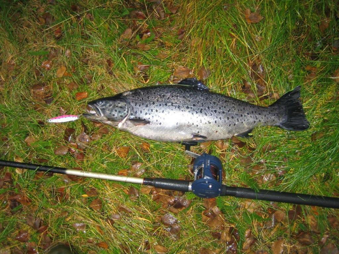 Tintti-Uistimen galleria