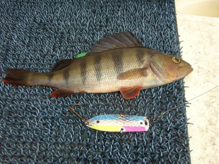 Tintti-Uistimen galleria