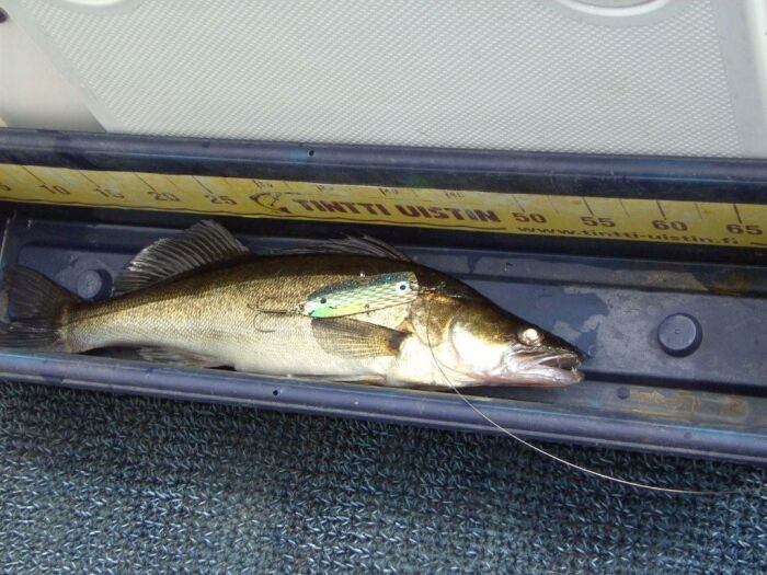 Tintti-Uistimen galleria