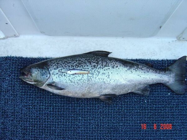 Tintti-Uistimen galleria