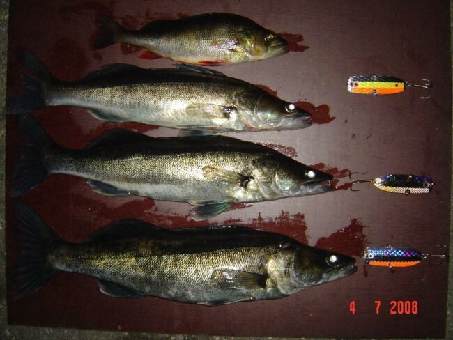 Tintti-Uistimen galleria