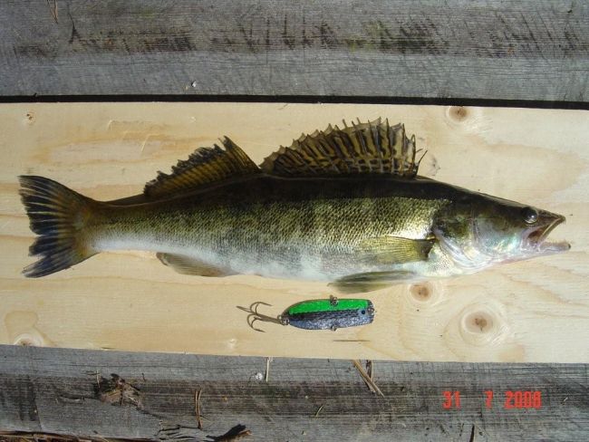 Tintti-Uistimen galleria