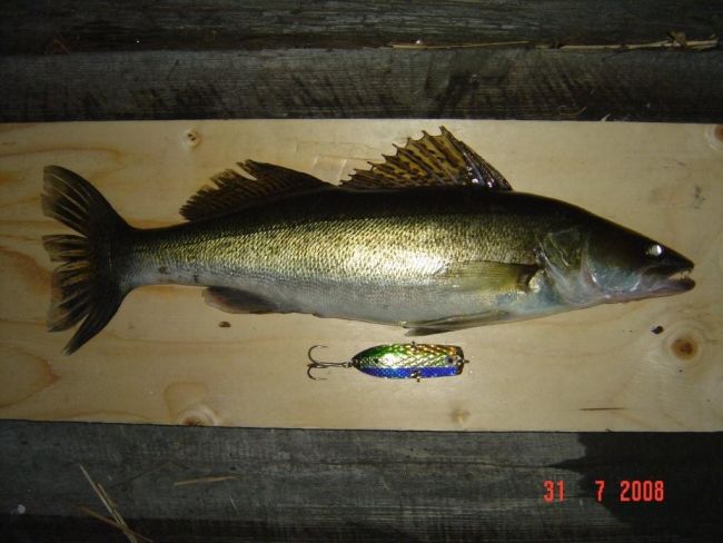 Tintti-Uistimen galleria