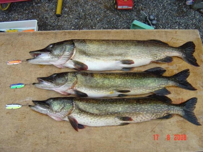 Tintti-Uistimen galleria