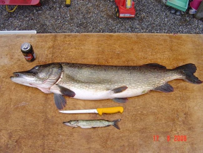 Tintti-Uistimen galleria