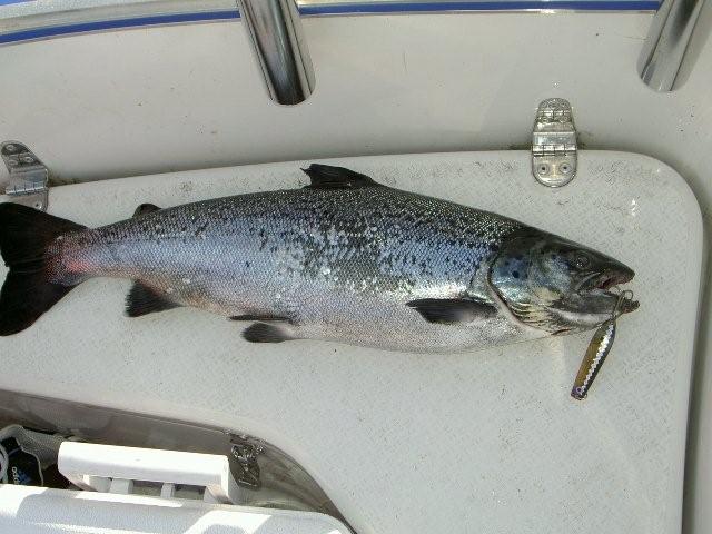 Tintti-Uistimen galleria