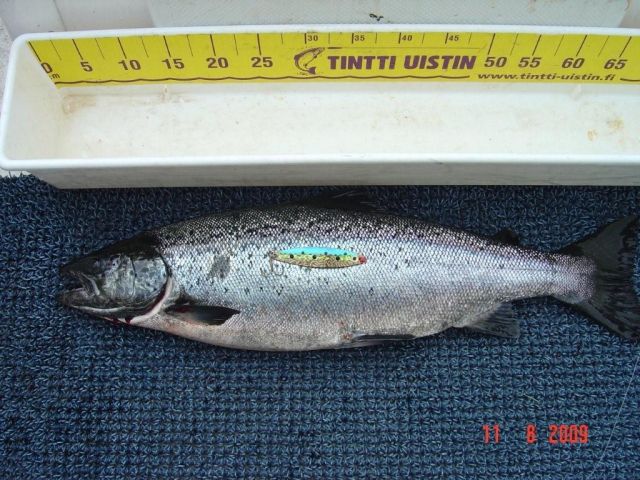 Tintti-Uistimen galleria