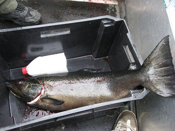 Tintti-Uistimen galleria