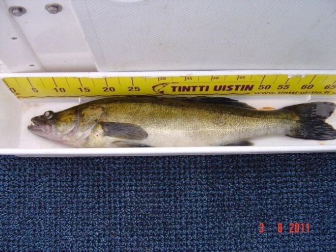 Tintti-Uistimen galleria