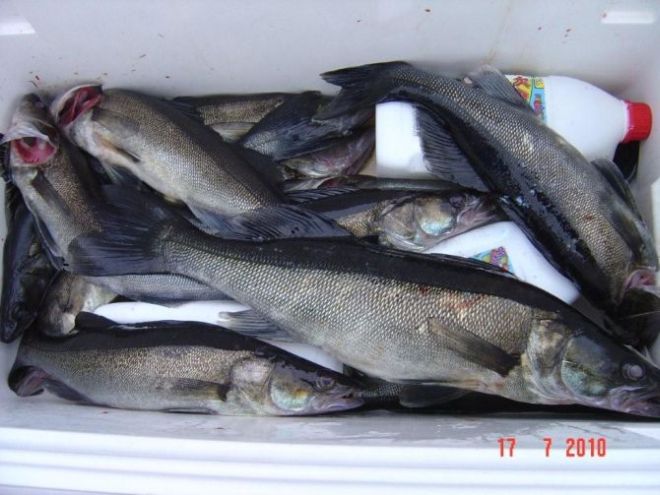 Tintti-Uistimen galleria