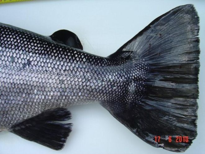 Tintti-Uistimen galleria