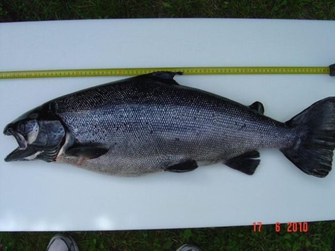 Tintti-Uistimen galleria