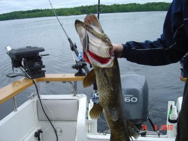 Tintti-Uistimen galleria