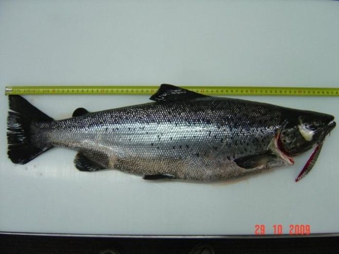 Tintti-Uistimen galleria