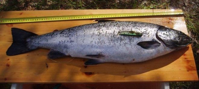 Tintti-Uistimen galleria