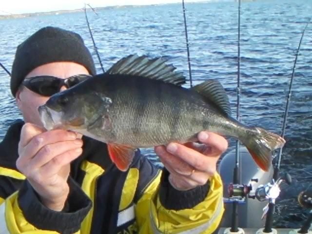 Tintti-Uistimen galleria