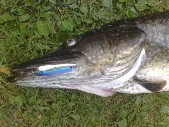 Tintti-Uistimen galleria