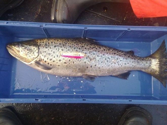 Tintti-Uistimen galleria