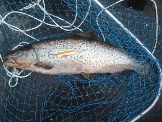 Tintti-Uistimen galleria