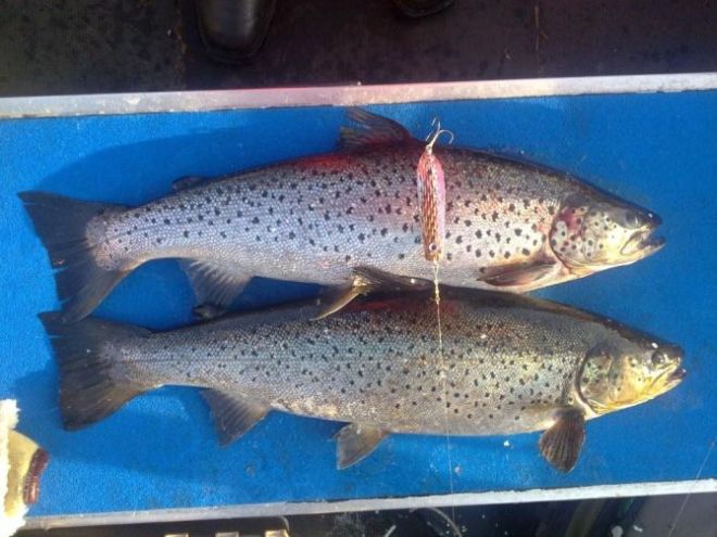 Tintti-Uistimen galleria