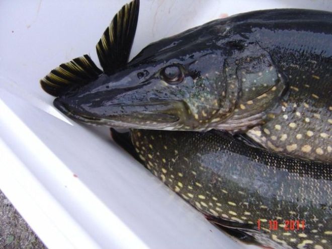 Tintti-Uistimen galleria