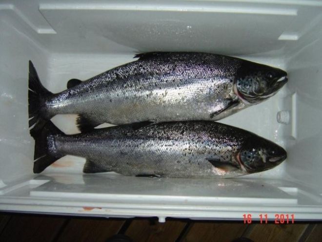 Tintti-Uistimen galleria