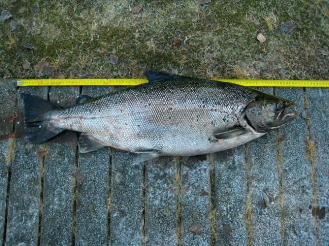 Tintti-Uistimen galleria