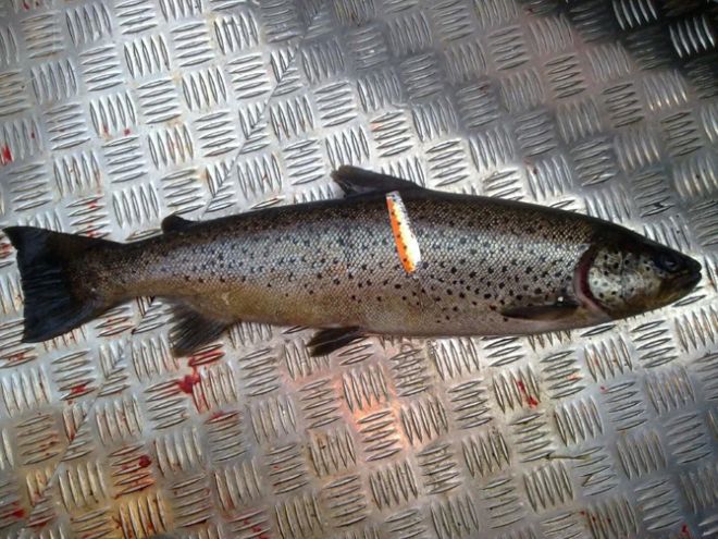 Tintti-Uistimen galleria