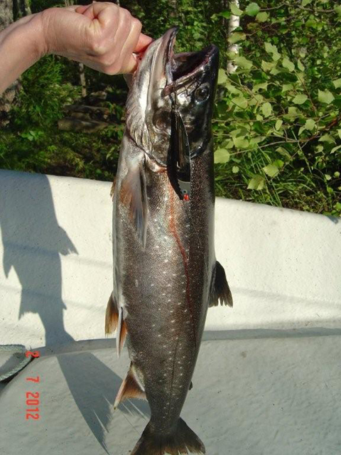 Tintti-Uistimen galleria