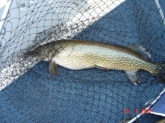 Tintti-Uistimen galleria