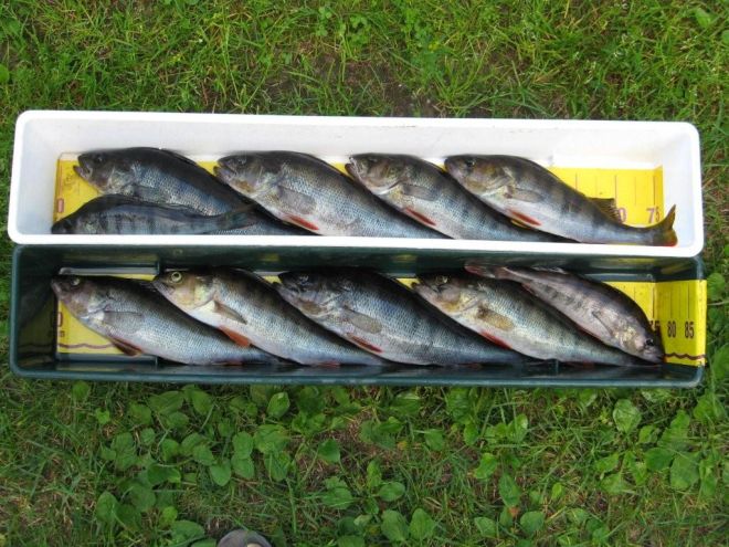 Tintti-Uistimen galleria