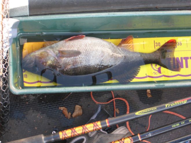 Tintti-Uistimen galleria