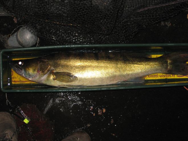 Tintti-Uistimen galleria