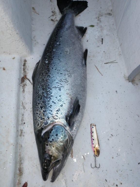 Tintti-Uistimen galleria