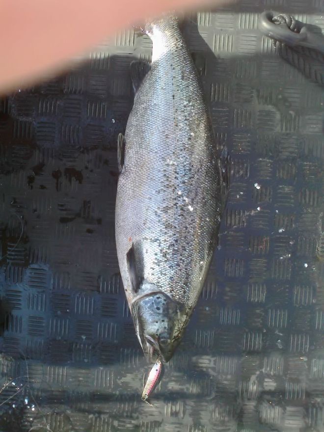 Tintti-Uistimen galleria