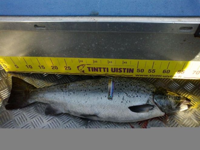 Tintti-Uistimen galleria