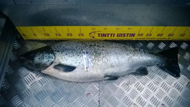 Tintti-Uistimen galleria